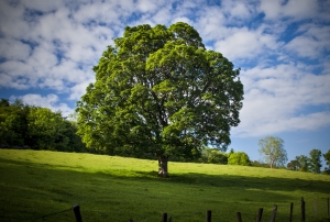 Ecologically Friendly Business is the Future